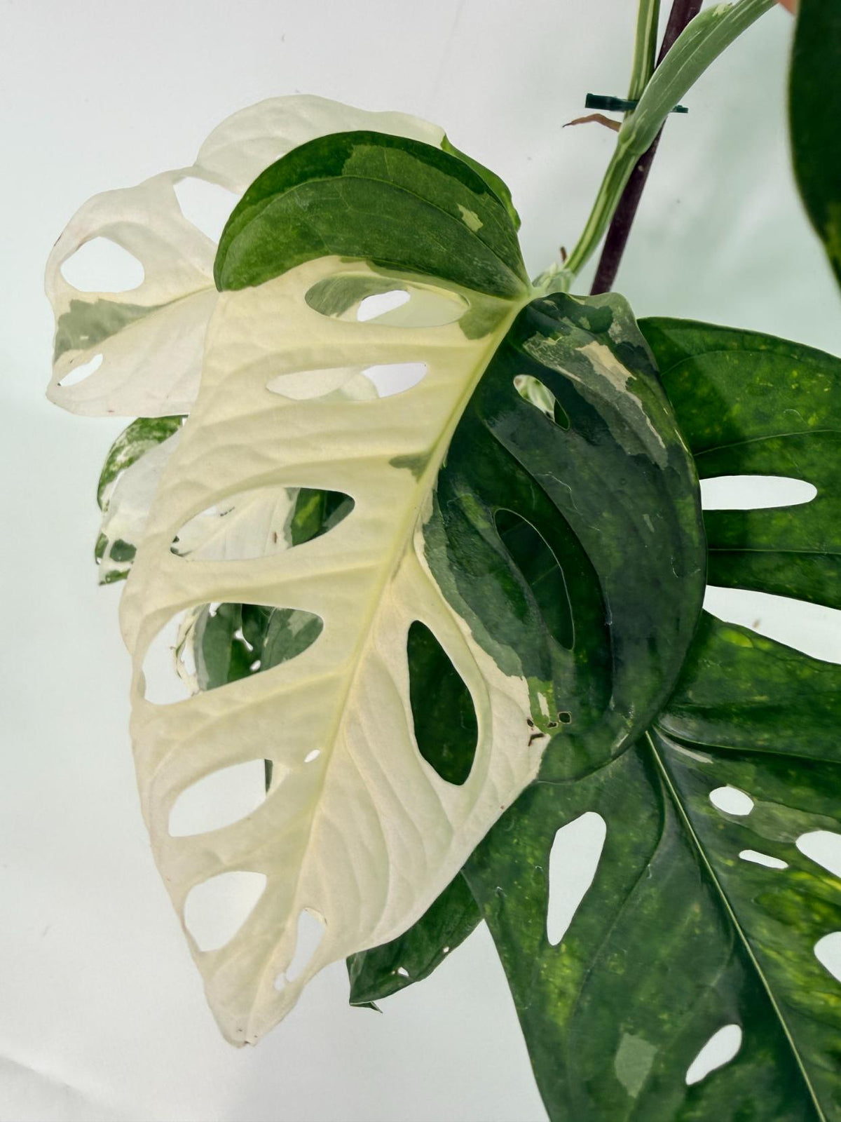 Monstera Adansonii Variegata 05