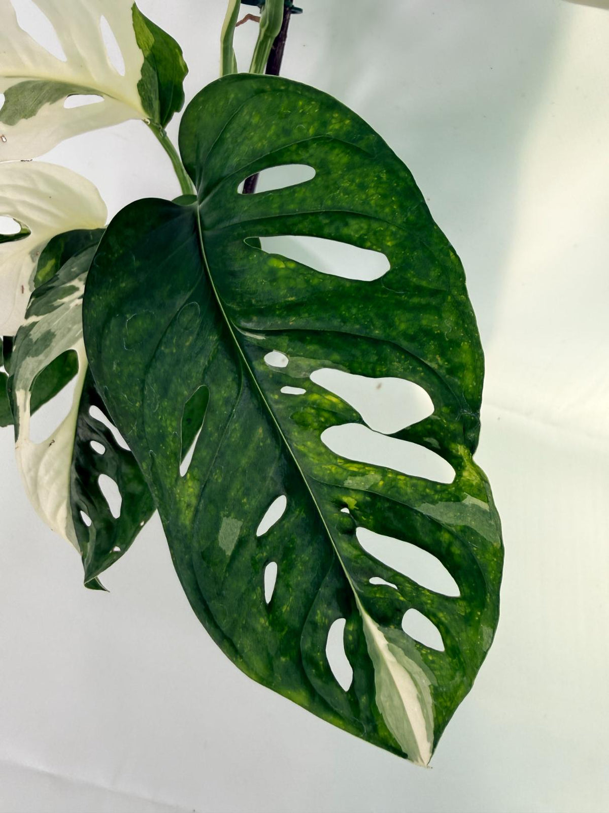Monstera Adansonii Variegata 06