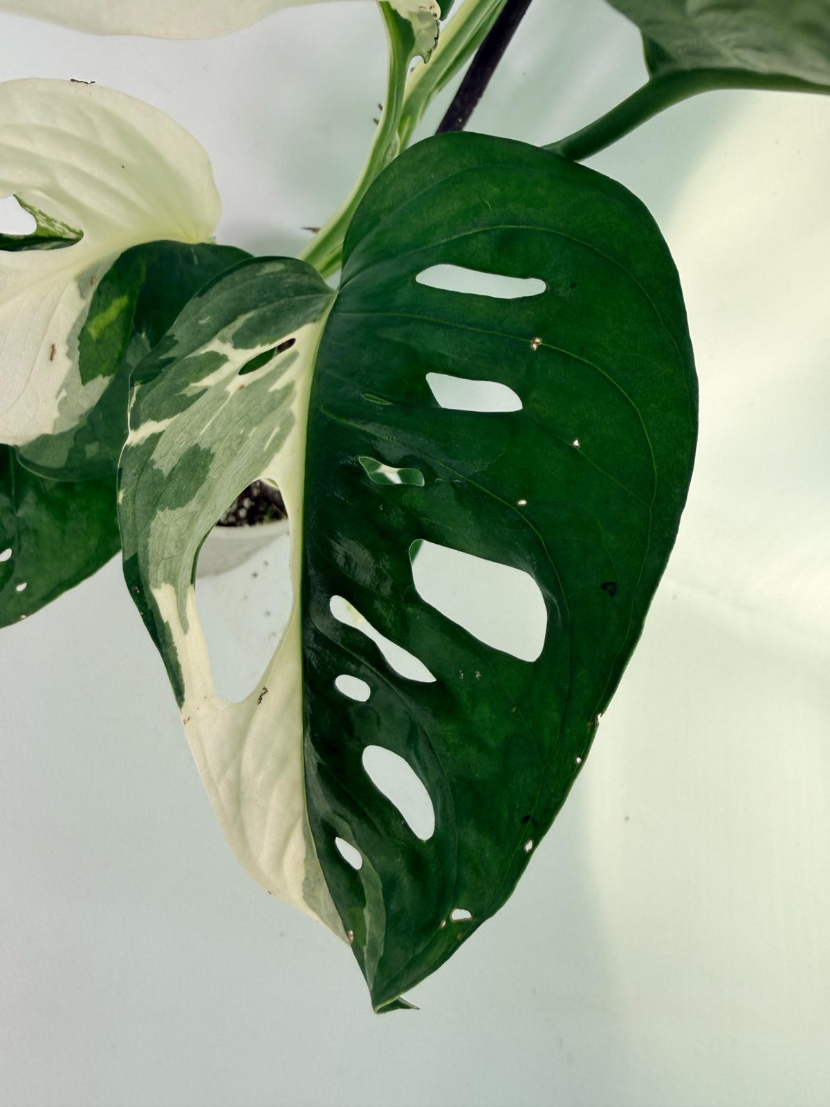 Monstera Adansonii Variegata 07
