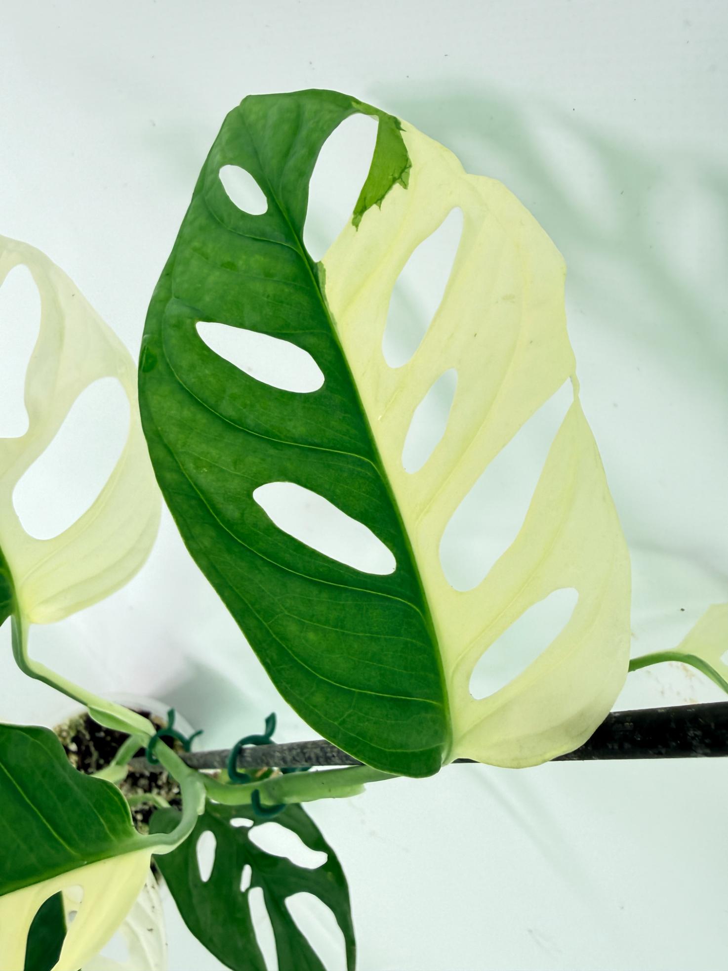 Monstera Adansonii Variegata 06