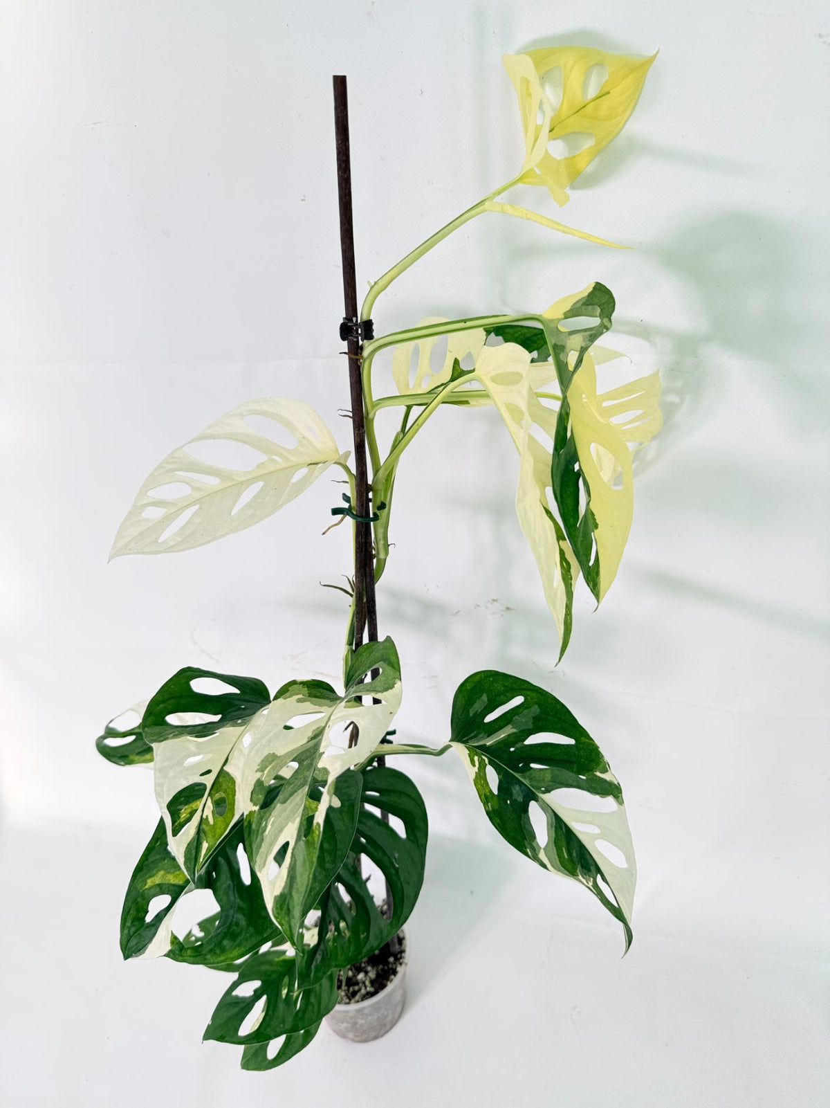Monstera Adansonii Variegata 02