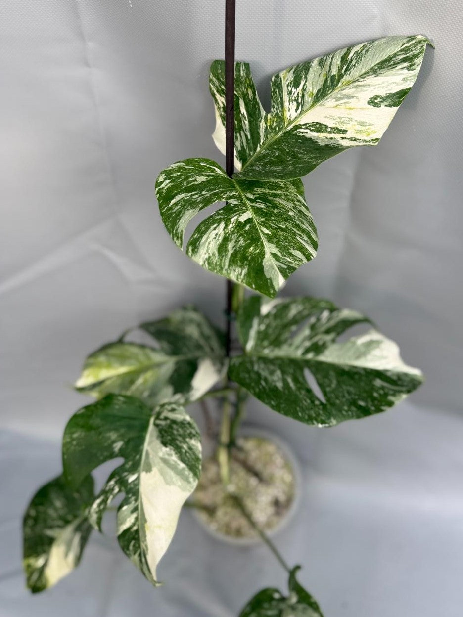 Monstera Deliciosa Albo Variegata