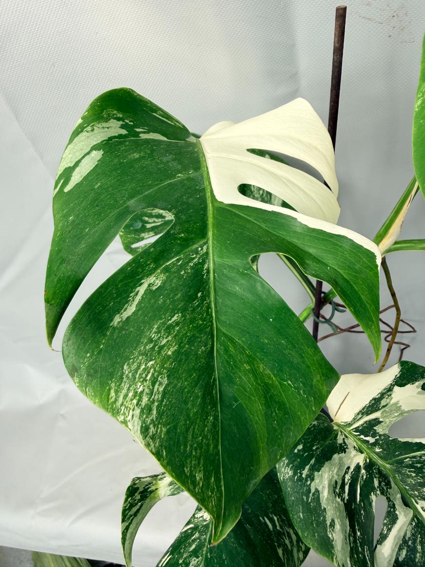 Monstera Albo Variegata 02