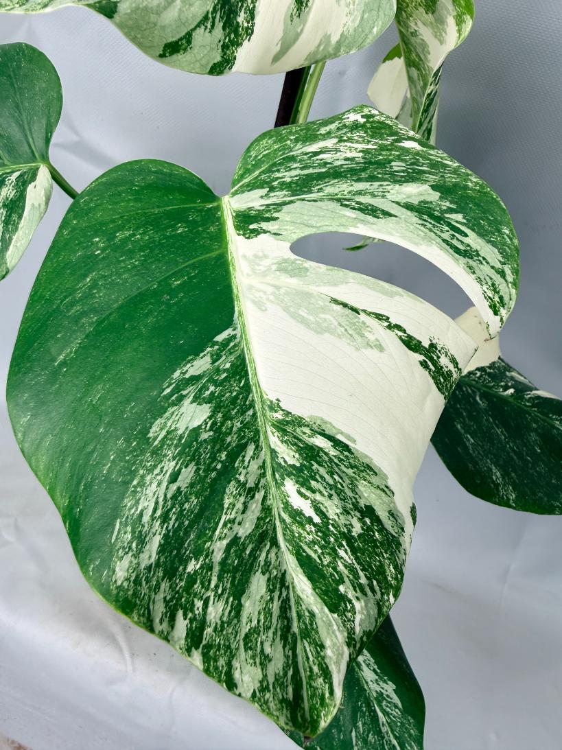 Monstera Albo Variegata 02