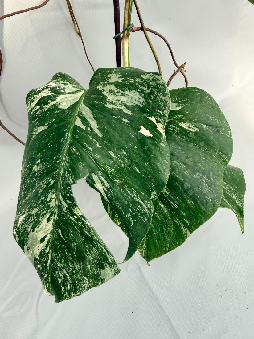 Monstera Albo Variegata 02