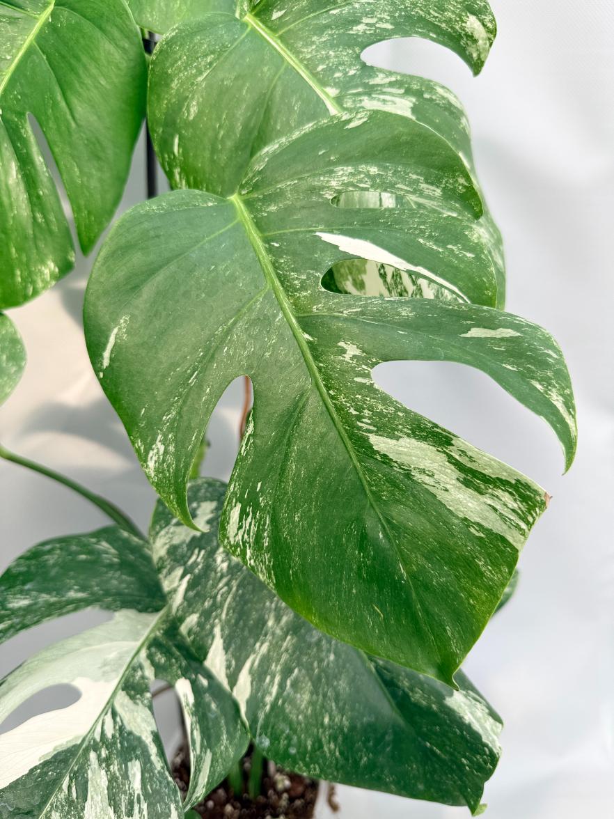 Monstera Albo Variegata 02