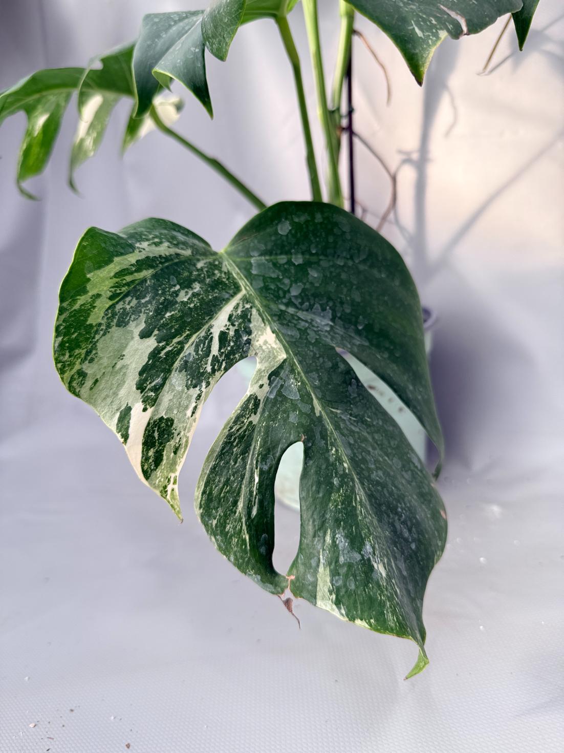 Monstera Albo Variegata 06