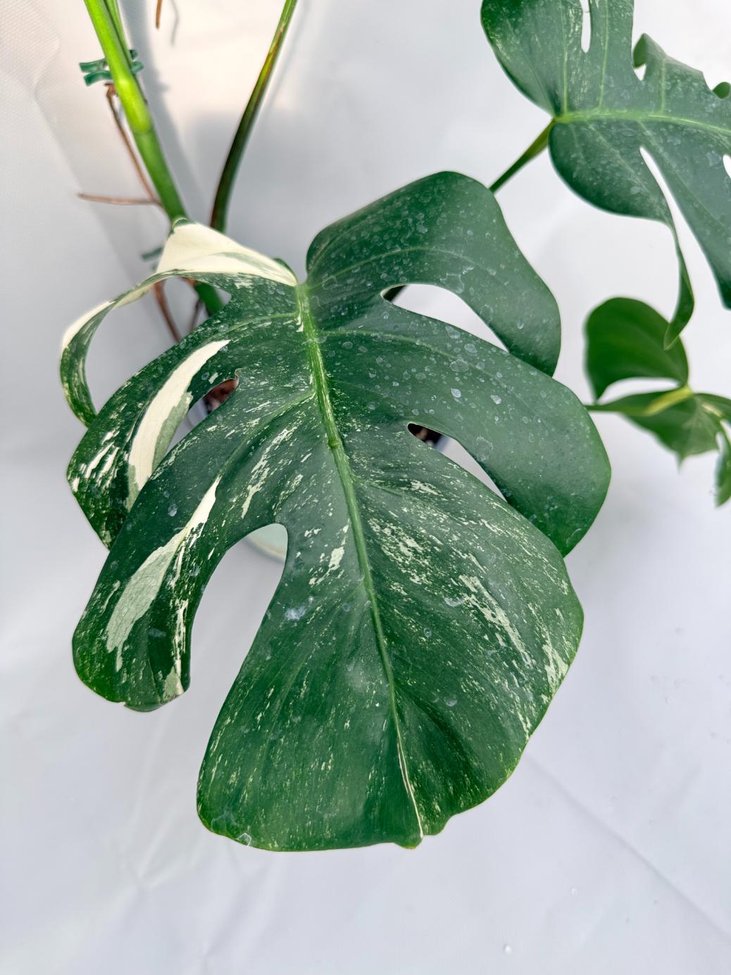 Monstera Albo Variegata 07