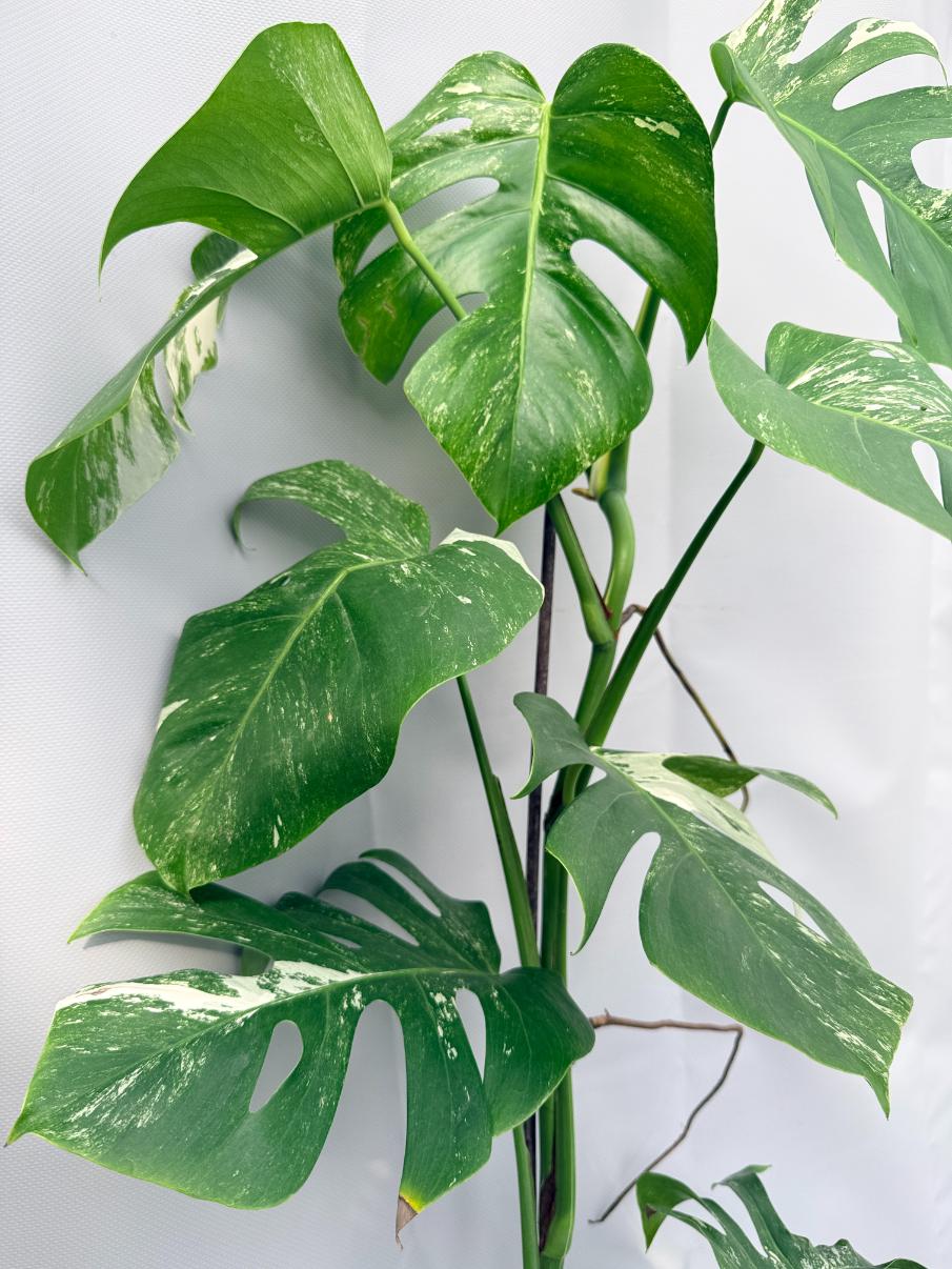 Monstera Albo Variegata 08
