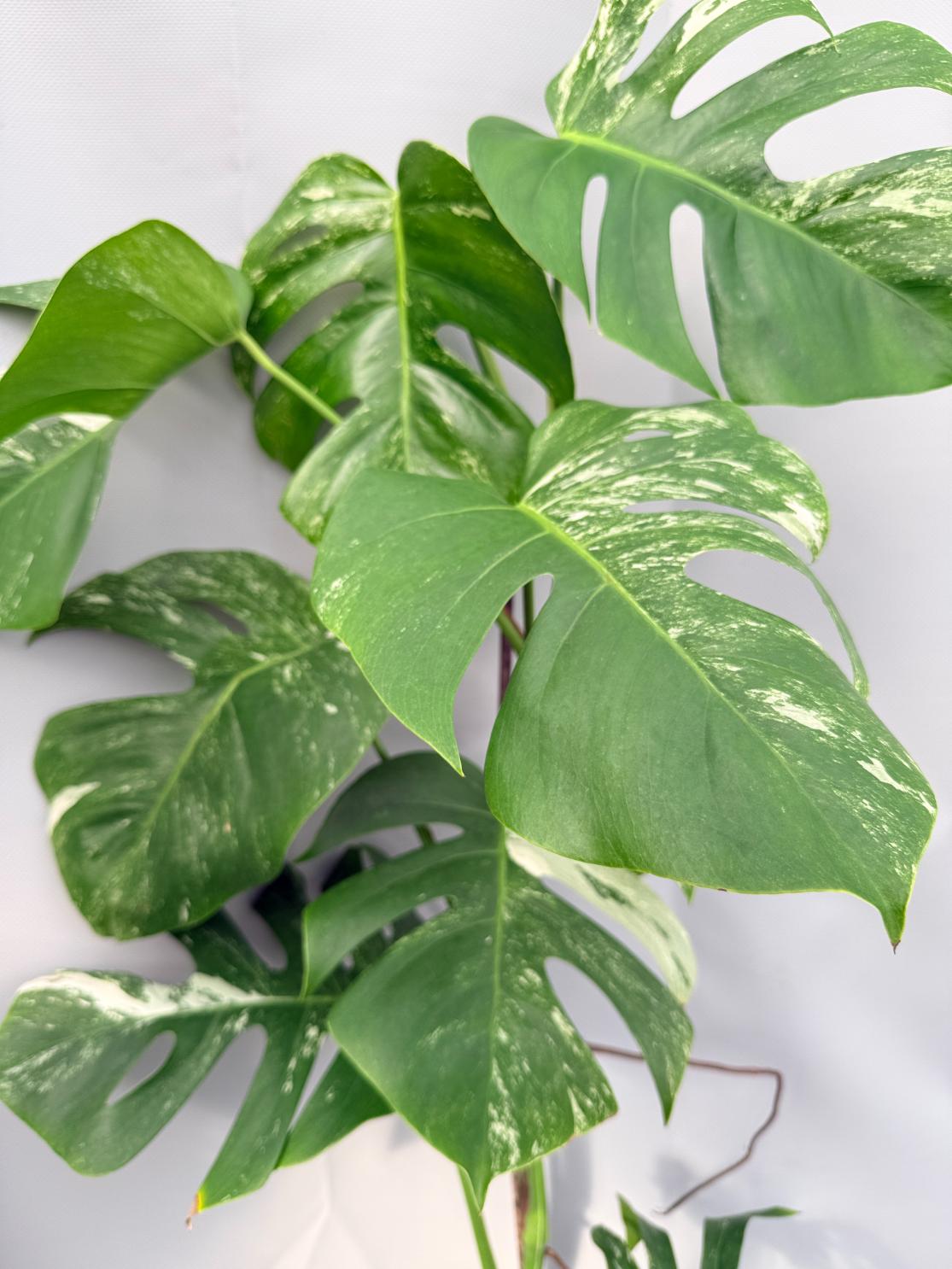 Monstera Albo Variegata 02