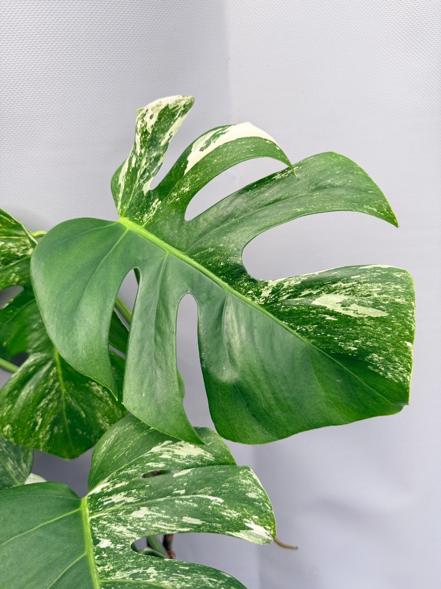 Monstera Albo Variegata 03