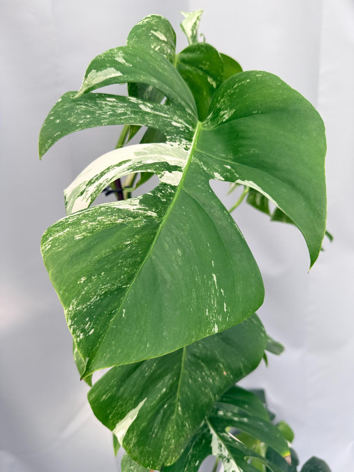 Monstera Albo Variegata 04