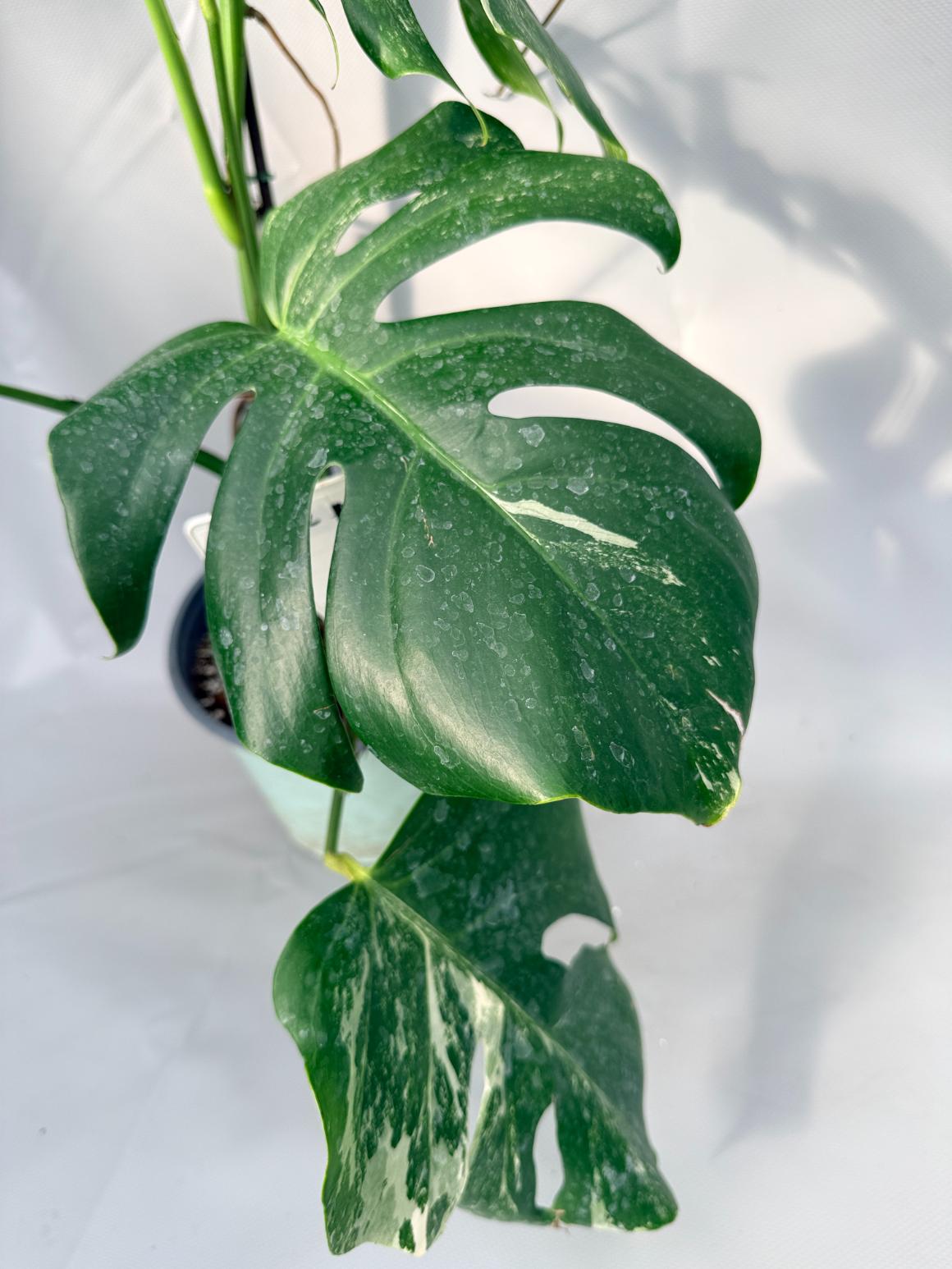 Monstera Albo Variegata 05