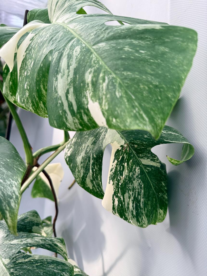 Monstera Albo Variegata 08