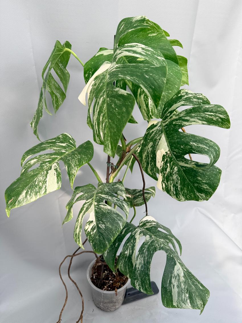 Monstera Albo Variegata 01