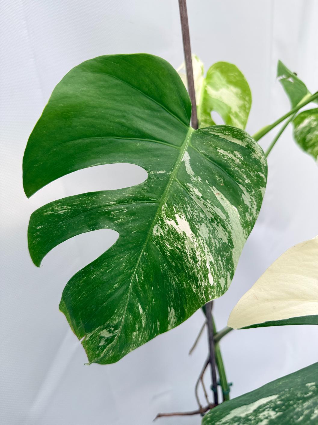 Monstera Albo Variegata 02