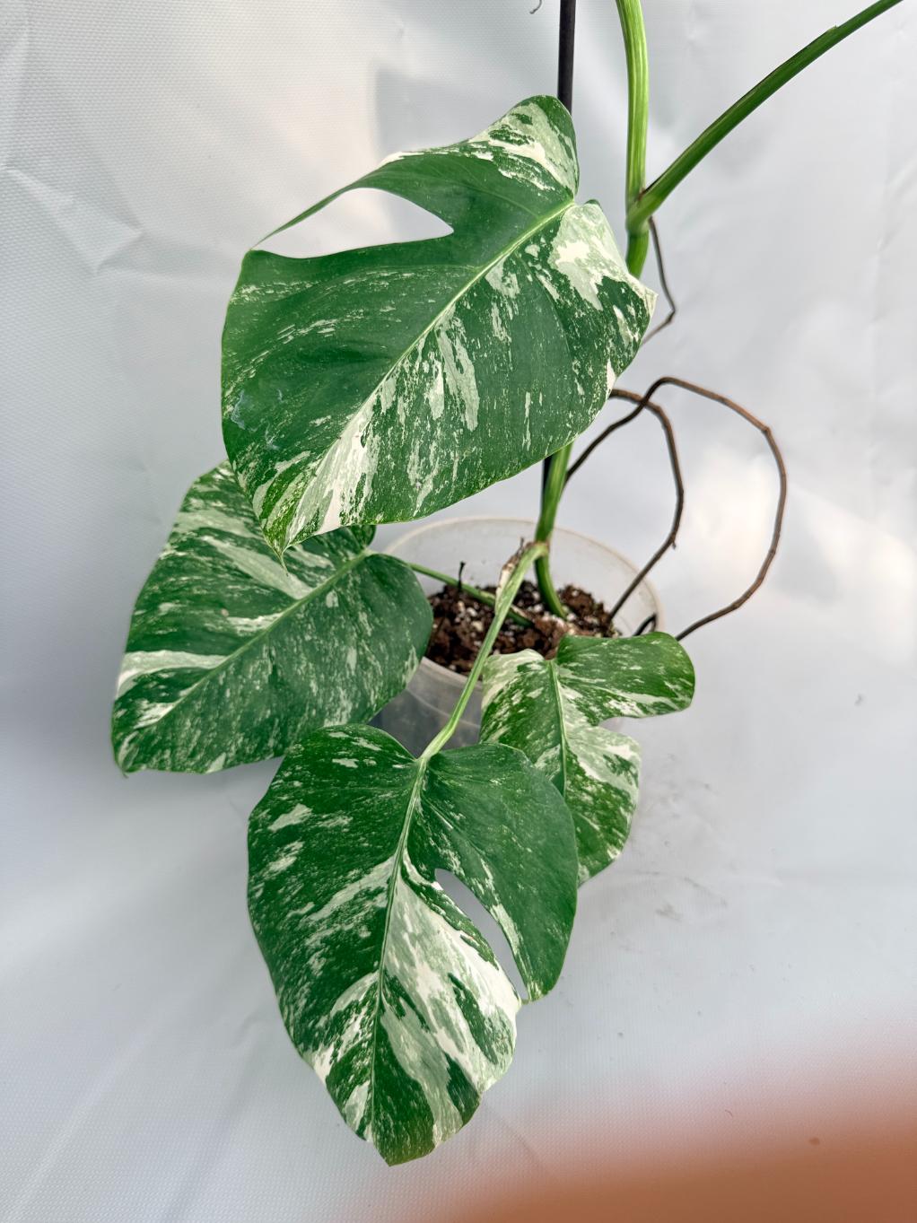 Monstera Albo Variegata 02