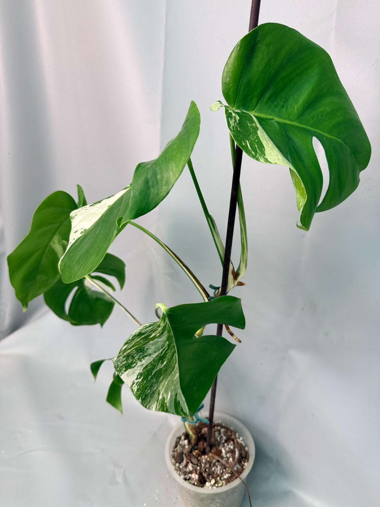 Monstera Albo Variegata 02