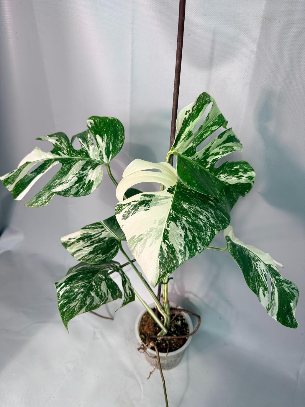 Monstera Albo Variegata 02