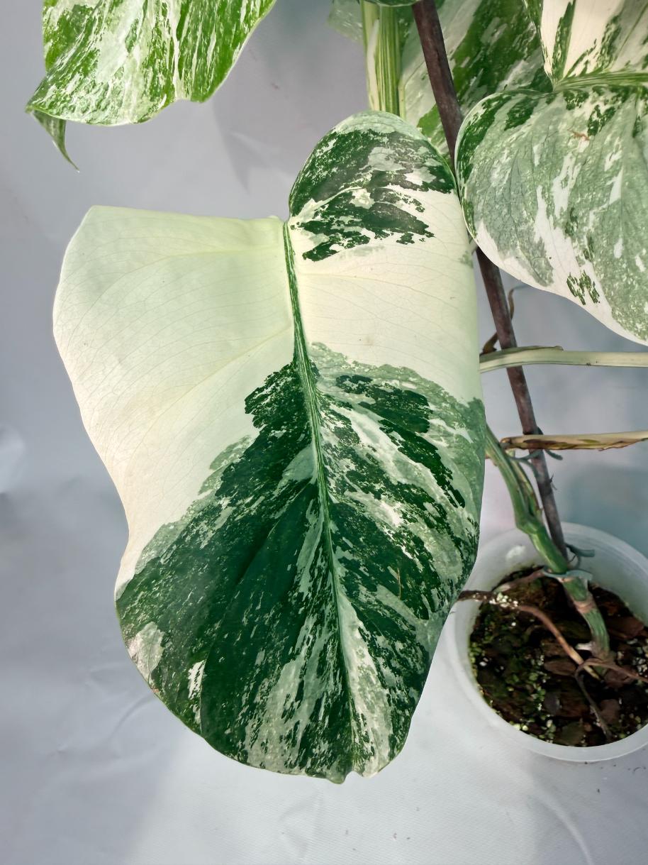 Monstera Albo Variegata 02