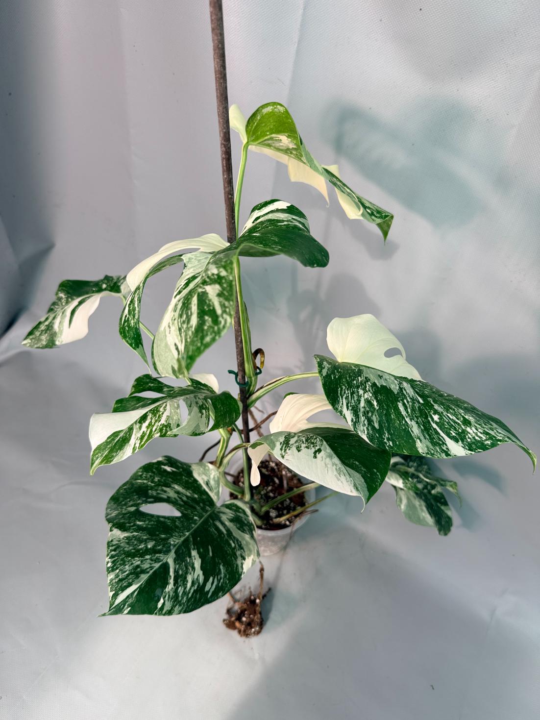 Monstera Albo Variegata 02