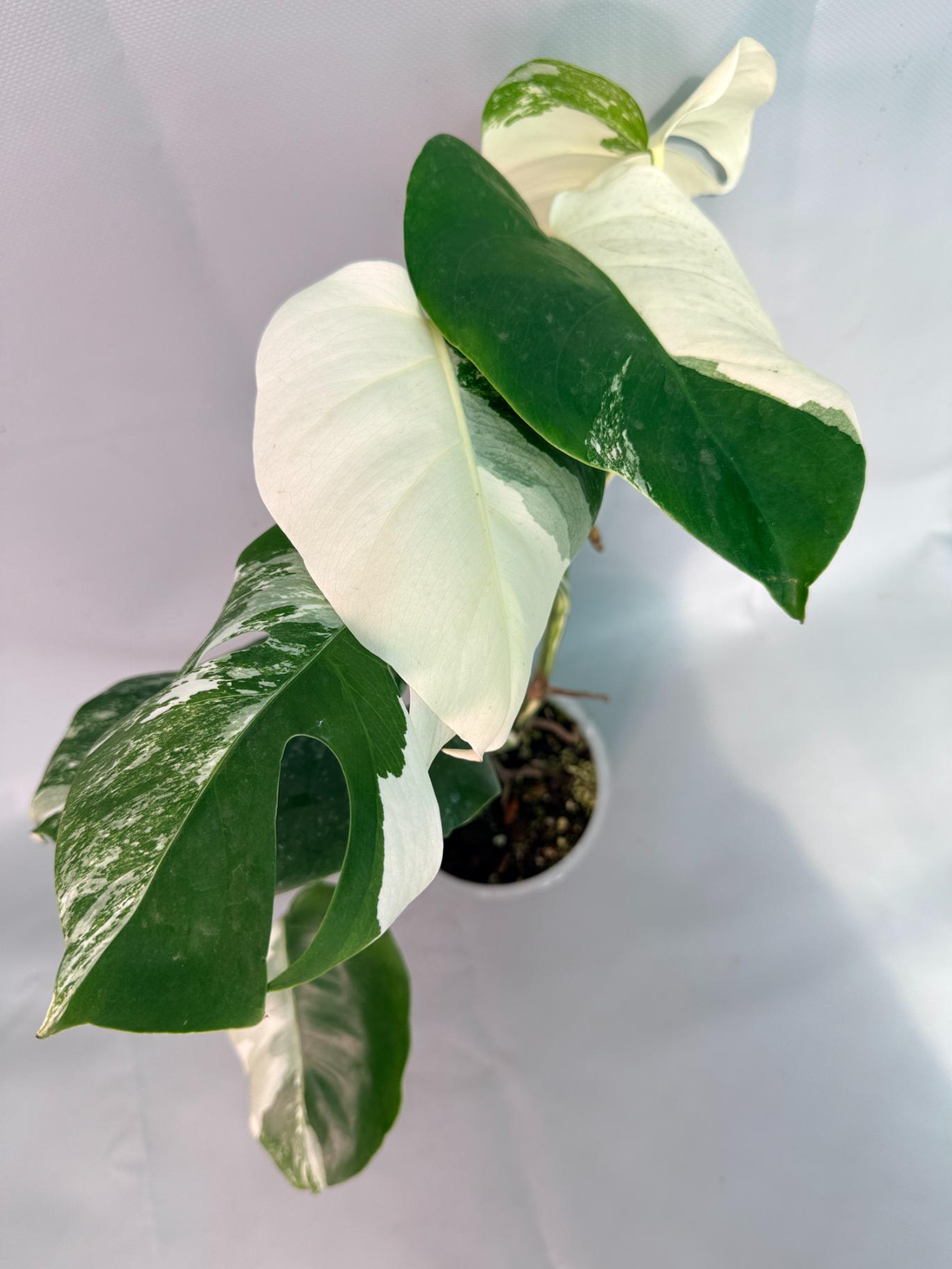 Monstera Albo Variegata 02