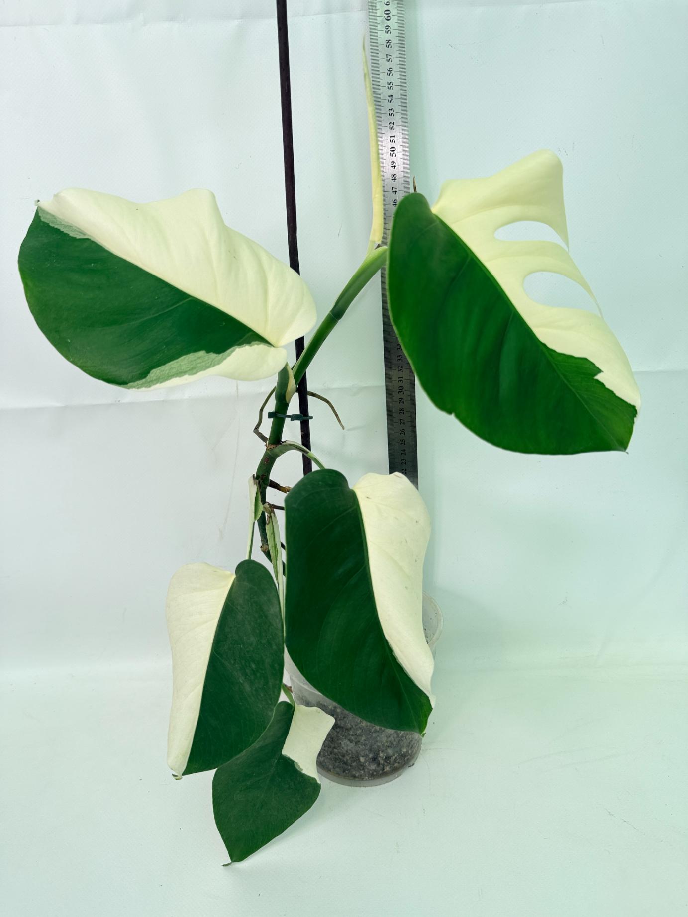 Monstera Albo Variegata 02