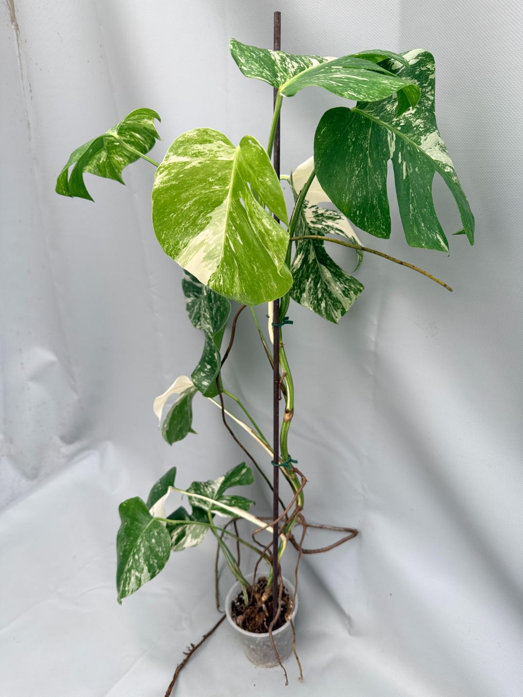 MONSTERA ALBO VARIEGATA 2