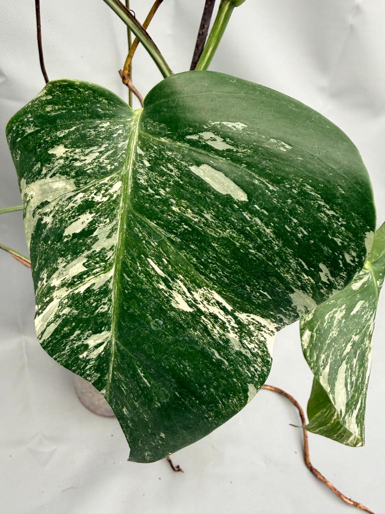 MONSTERA ALBO VARIEGATA 2