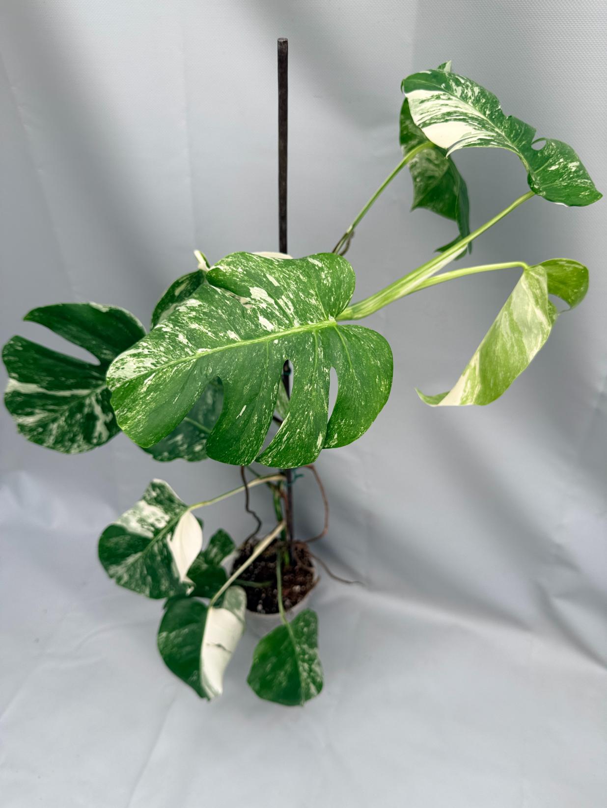 MONSTERA ALBO VARIEGATA 2