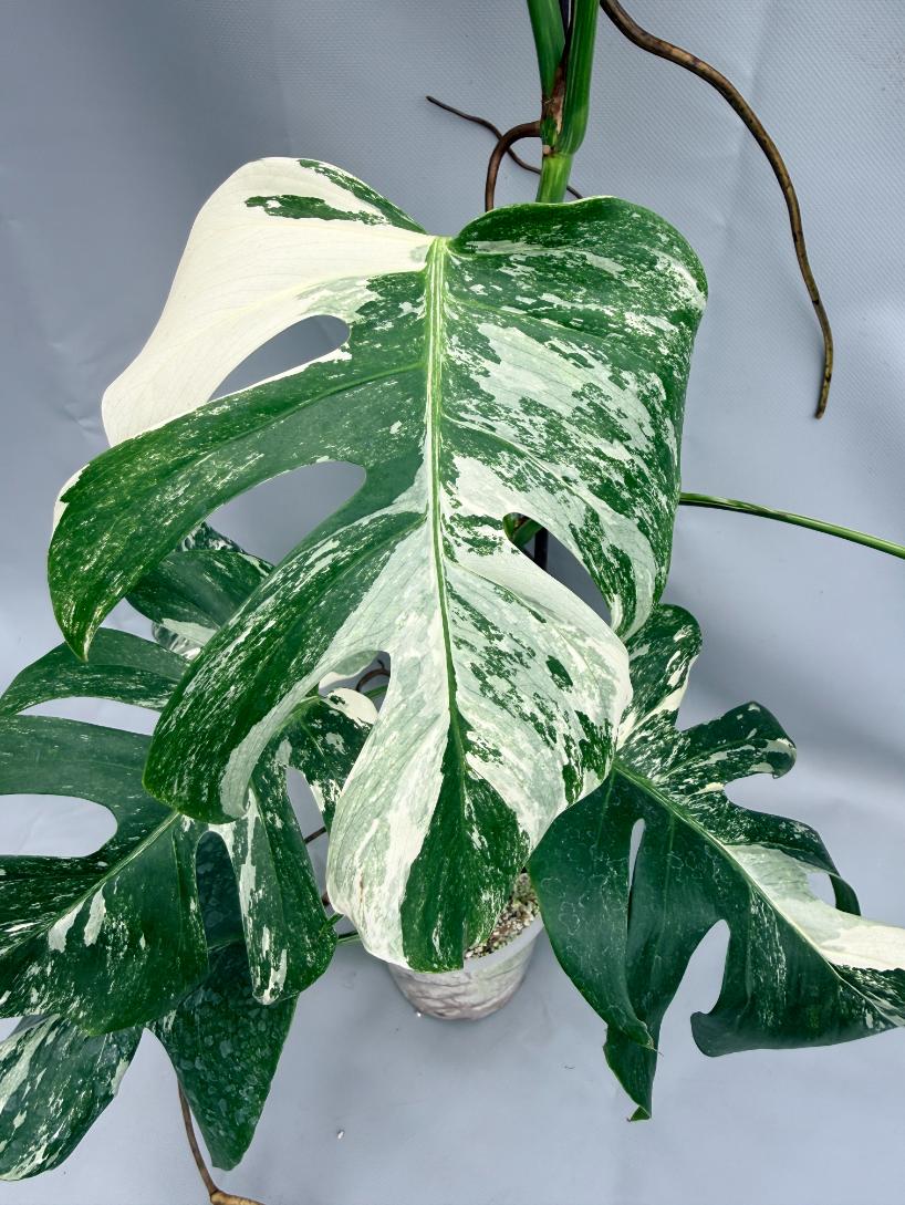 MONSTERA ALBO VARIEGATA 2