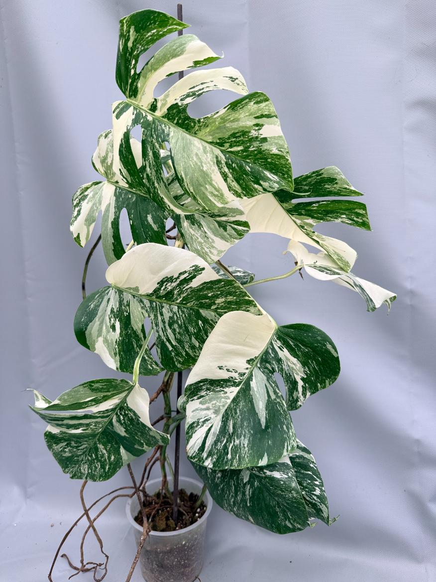 xl monstera Monstera Albo Variegata