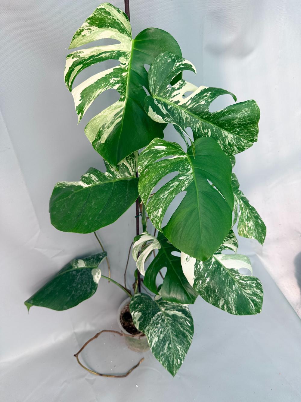 Monstera Albo Variegata XL 02