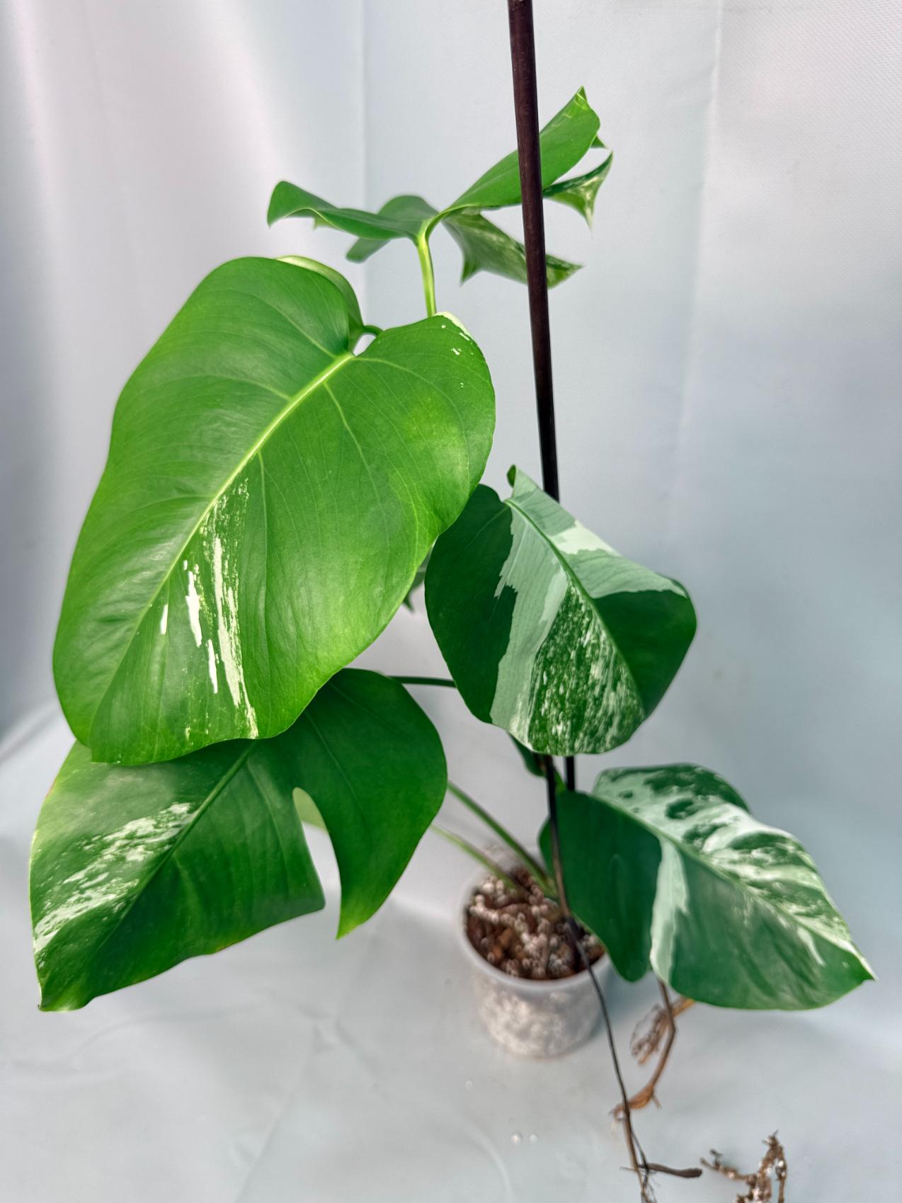 Monstera Albo Variegata XL 03
