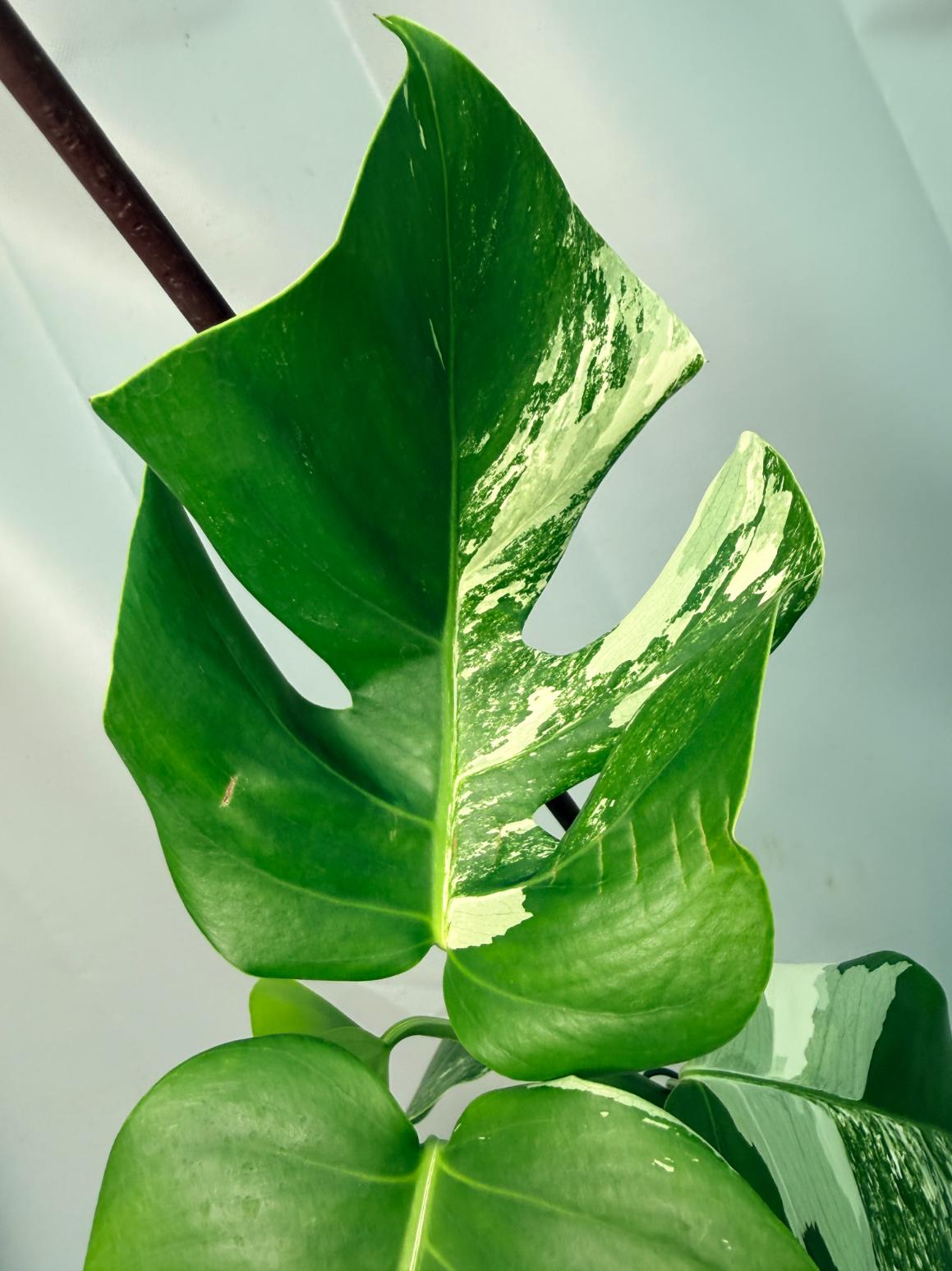 Monstera Albo Variegata XL 05