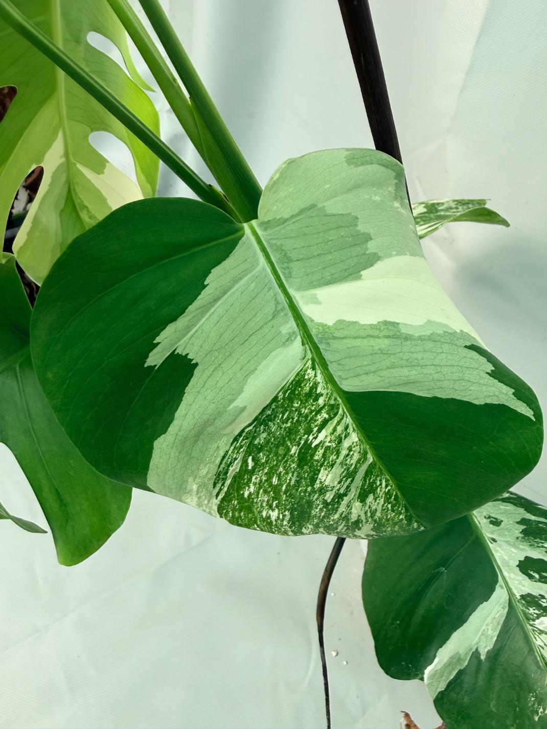 Monstera Albo Variegata XL 09