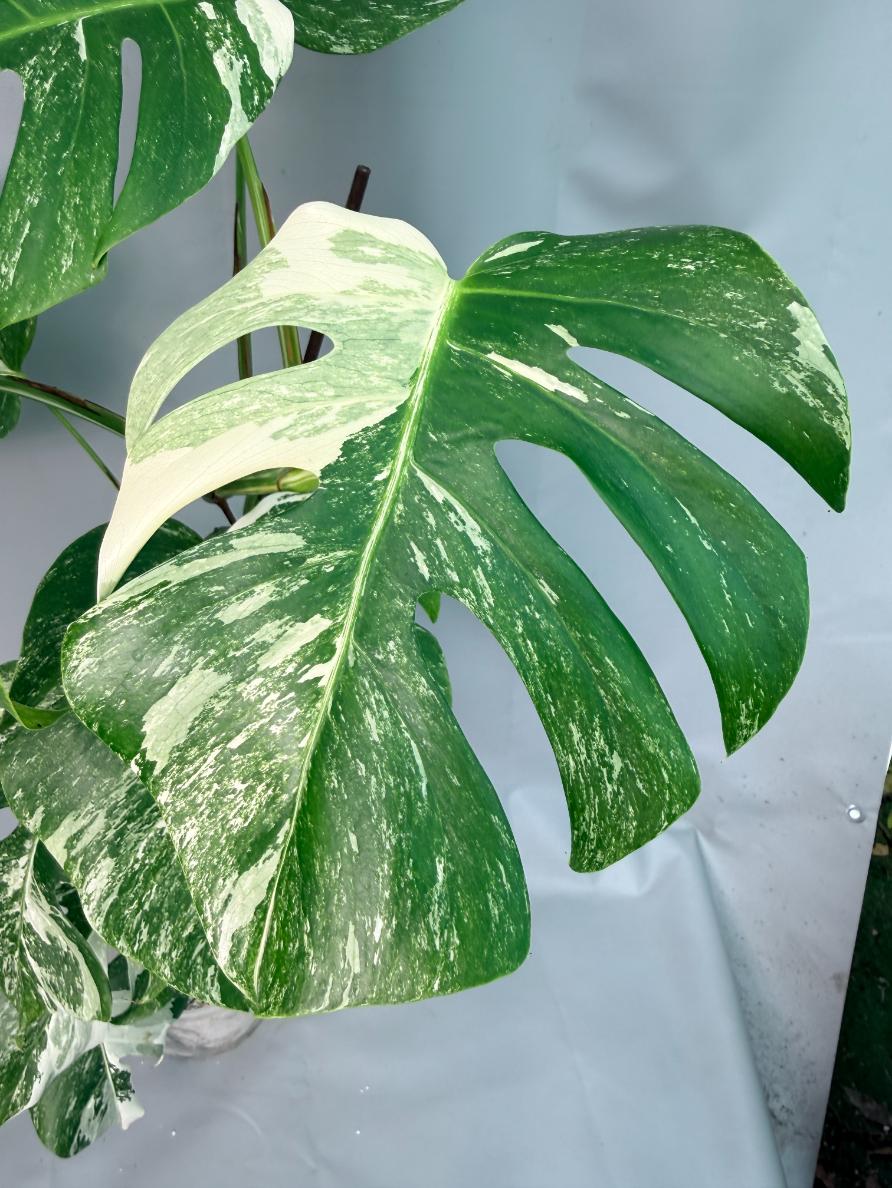 Monstera Albo Variegata 02
