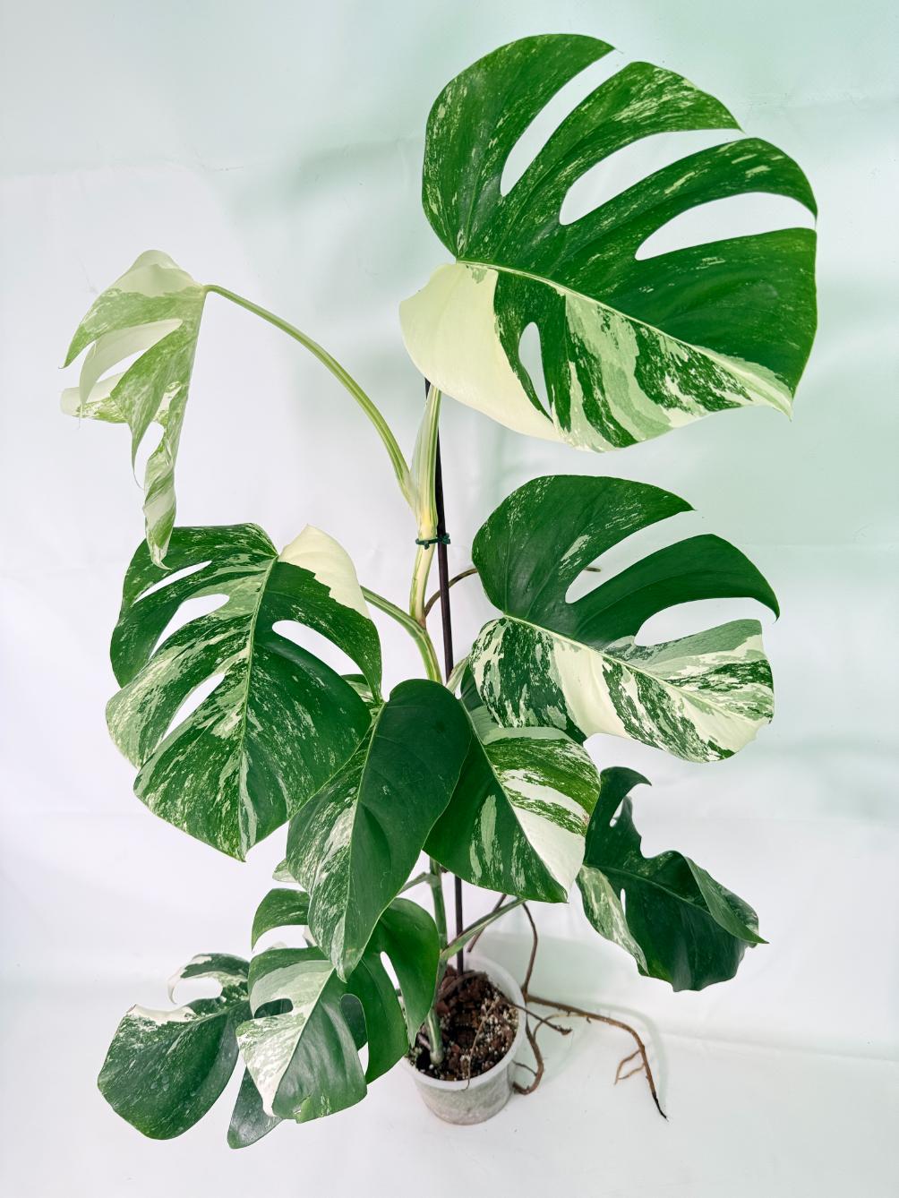 Monstera Albo Variegata XL 02