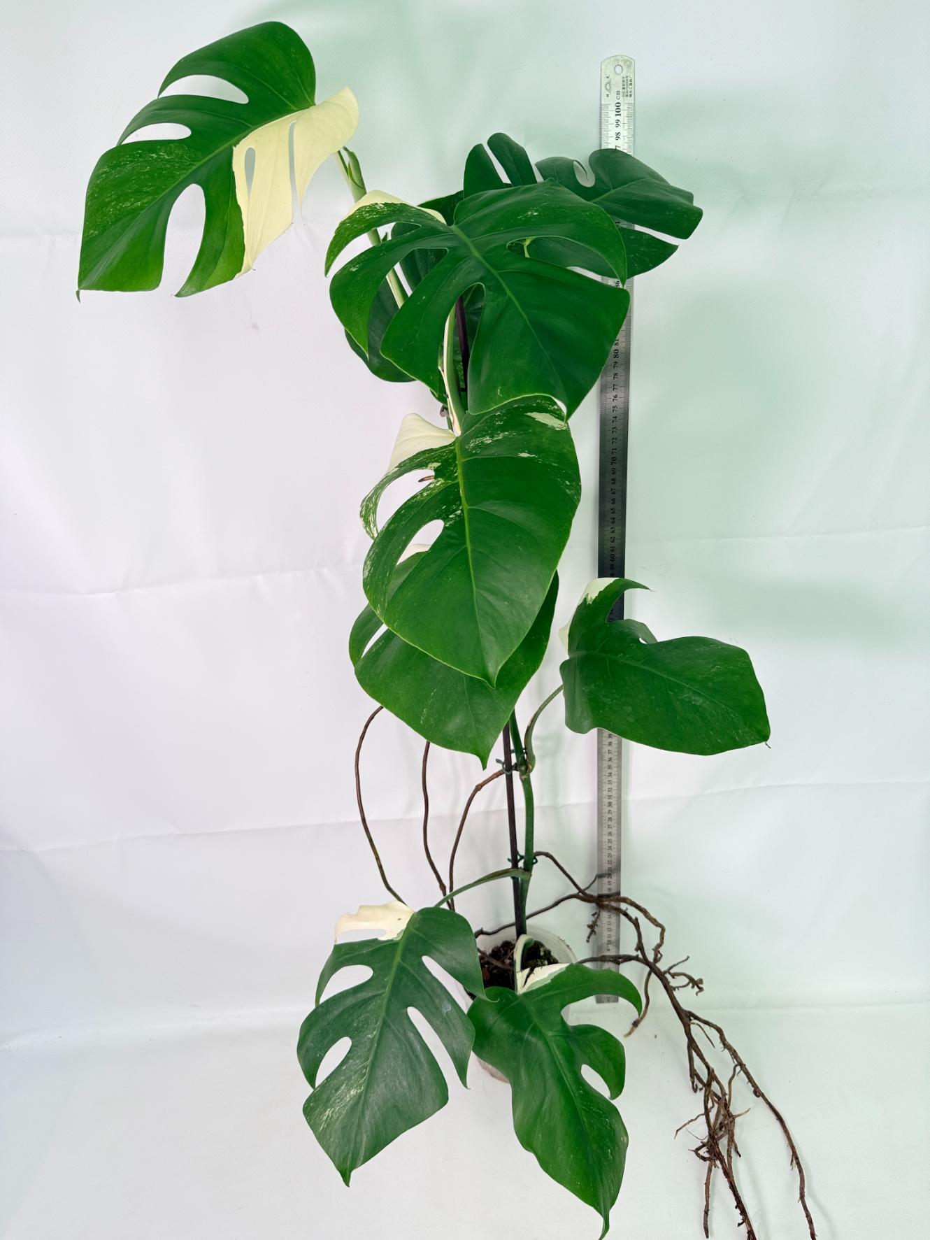 Monstera Albo Variegata XL 02
