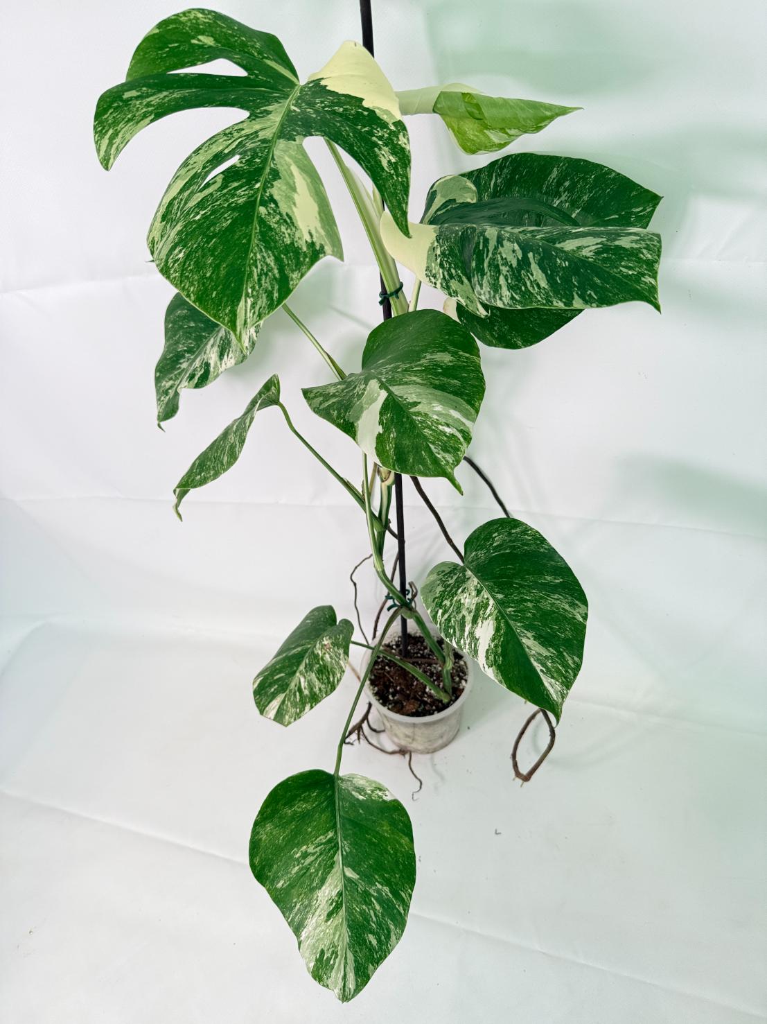 Monstera Albo Variegata XL 02