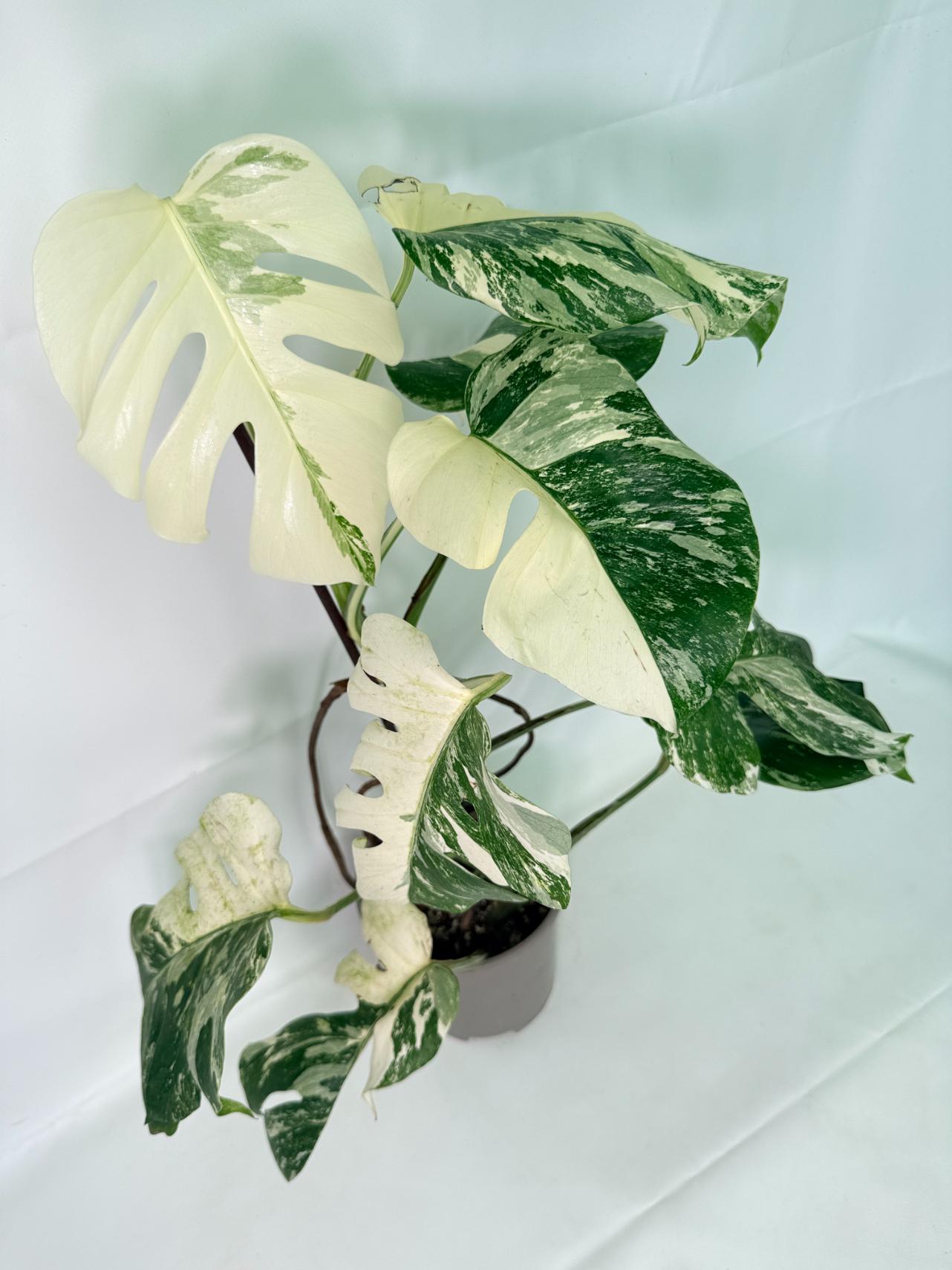 Monstera Albo Variegata XL 02