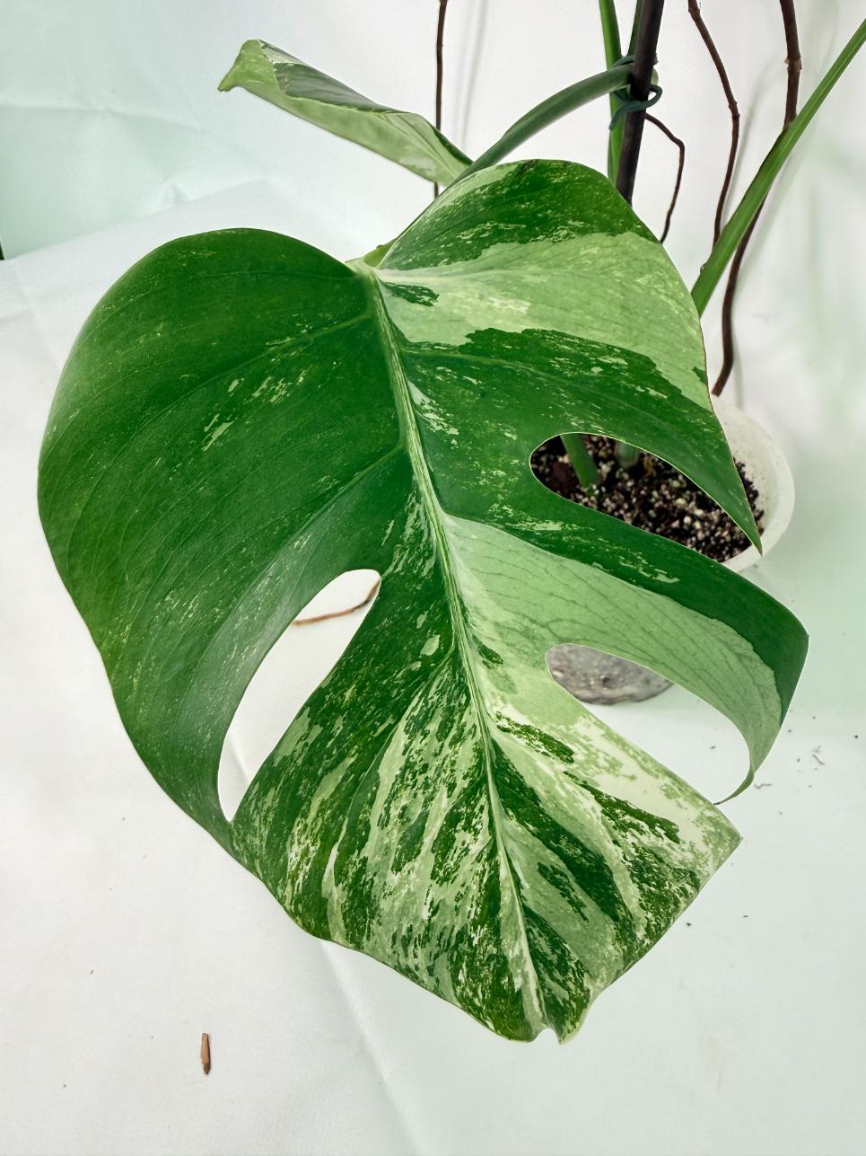 Monstera Albo Variegata XL 03