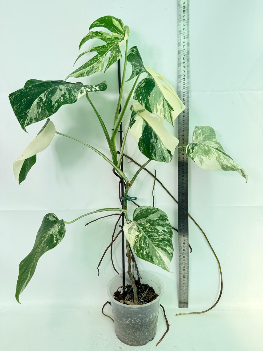 Monstera Albo Variegata XL 02