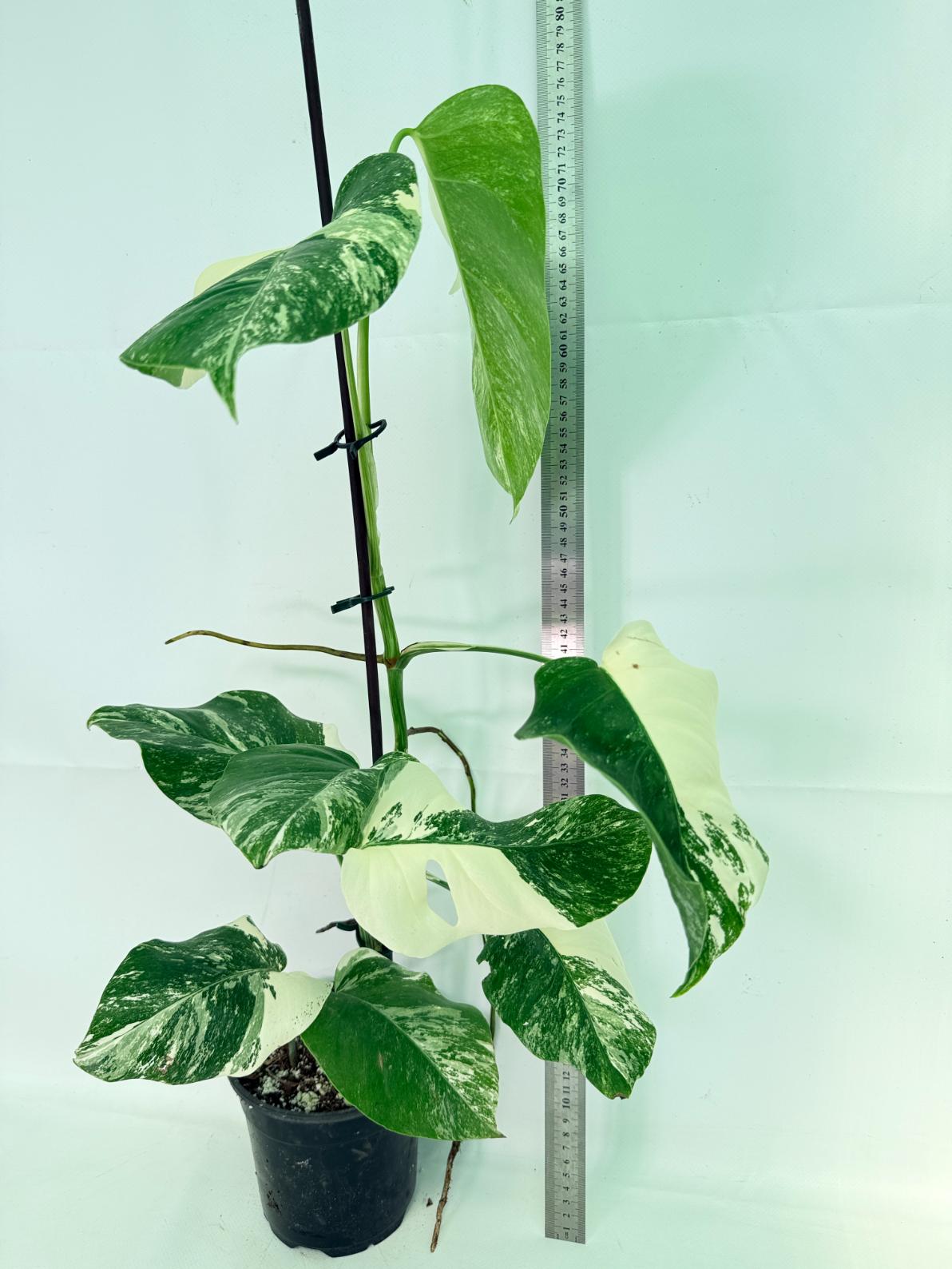 Monstera Albo Variegata XL 02