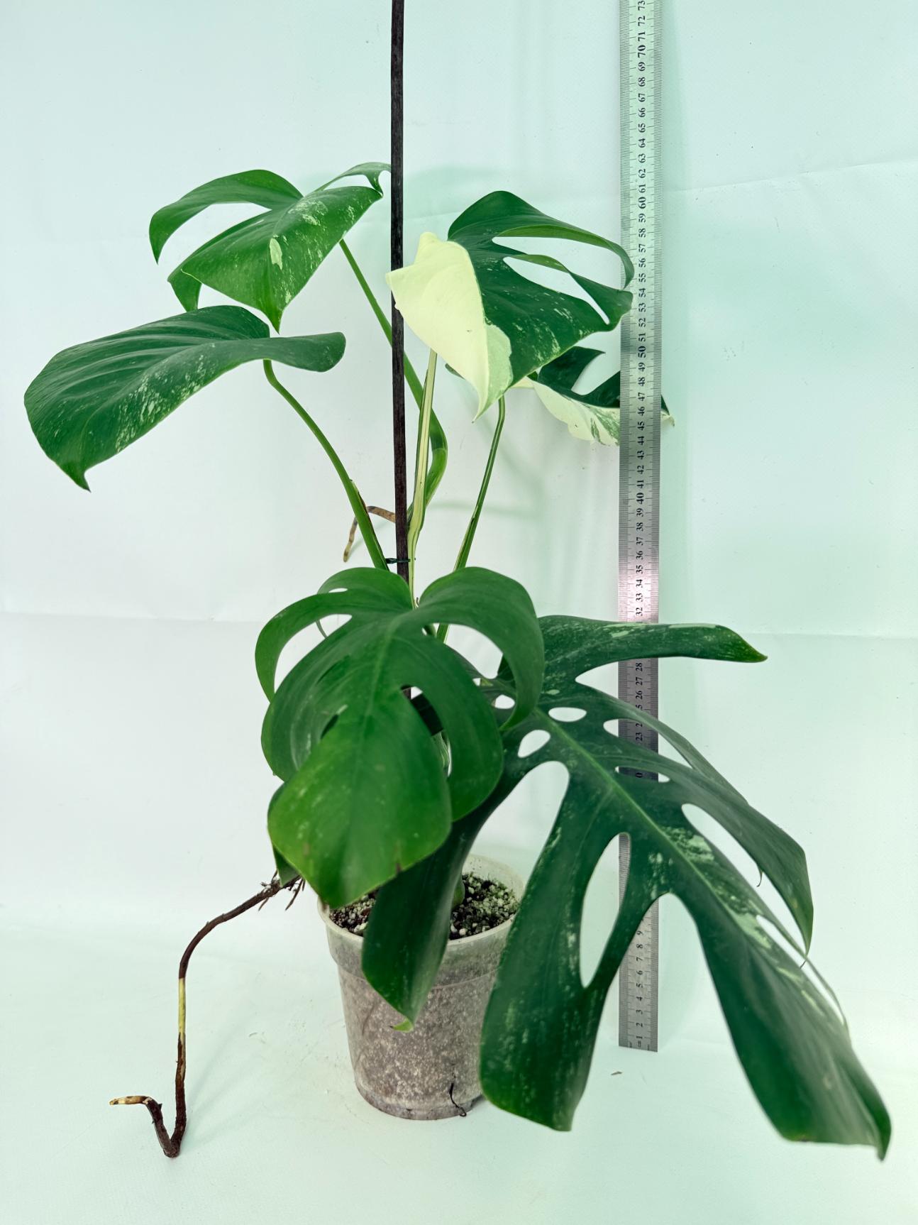 Monstera Albo Variegata XL 01
