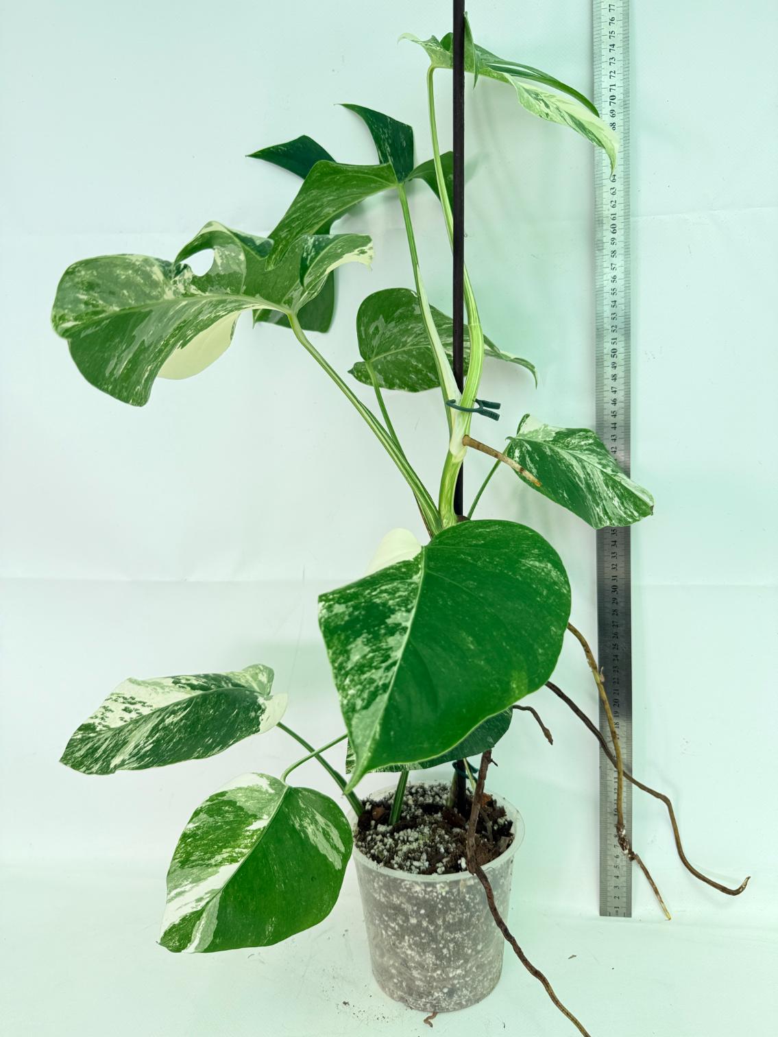 Monstera Albo Variegata XL 02