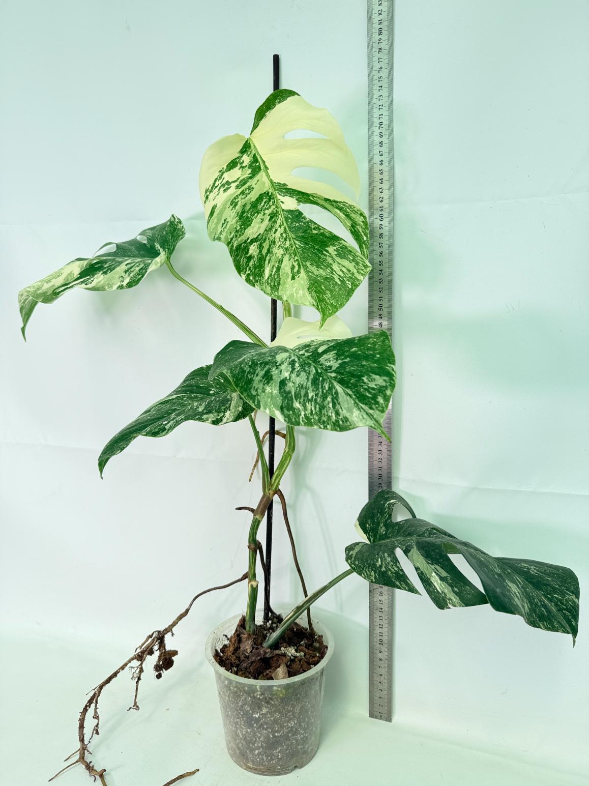 Monstera Albo Variegata XL 02