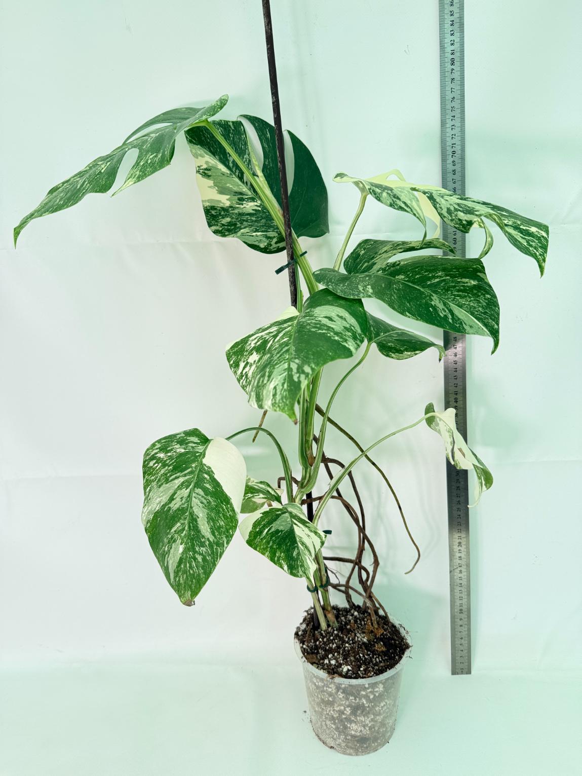 Monstera Albo Variegata XL 01