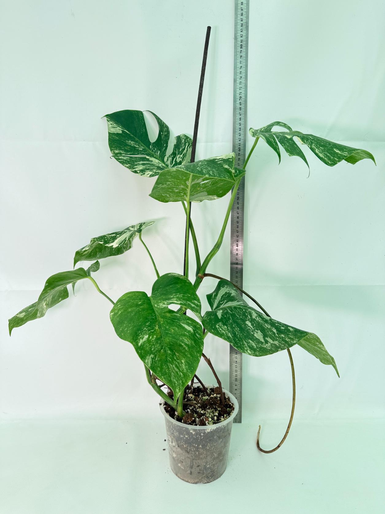 Monstera Albo Variegata XL 01