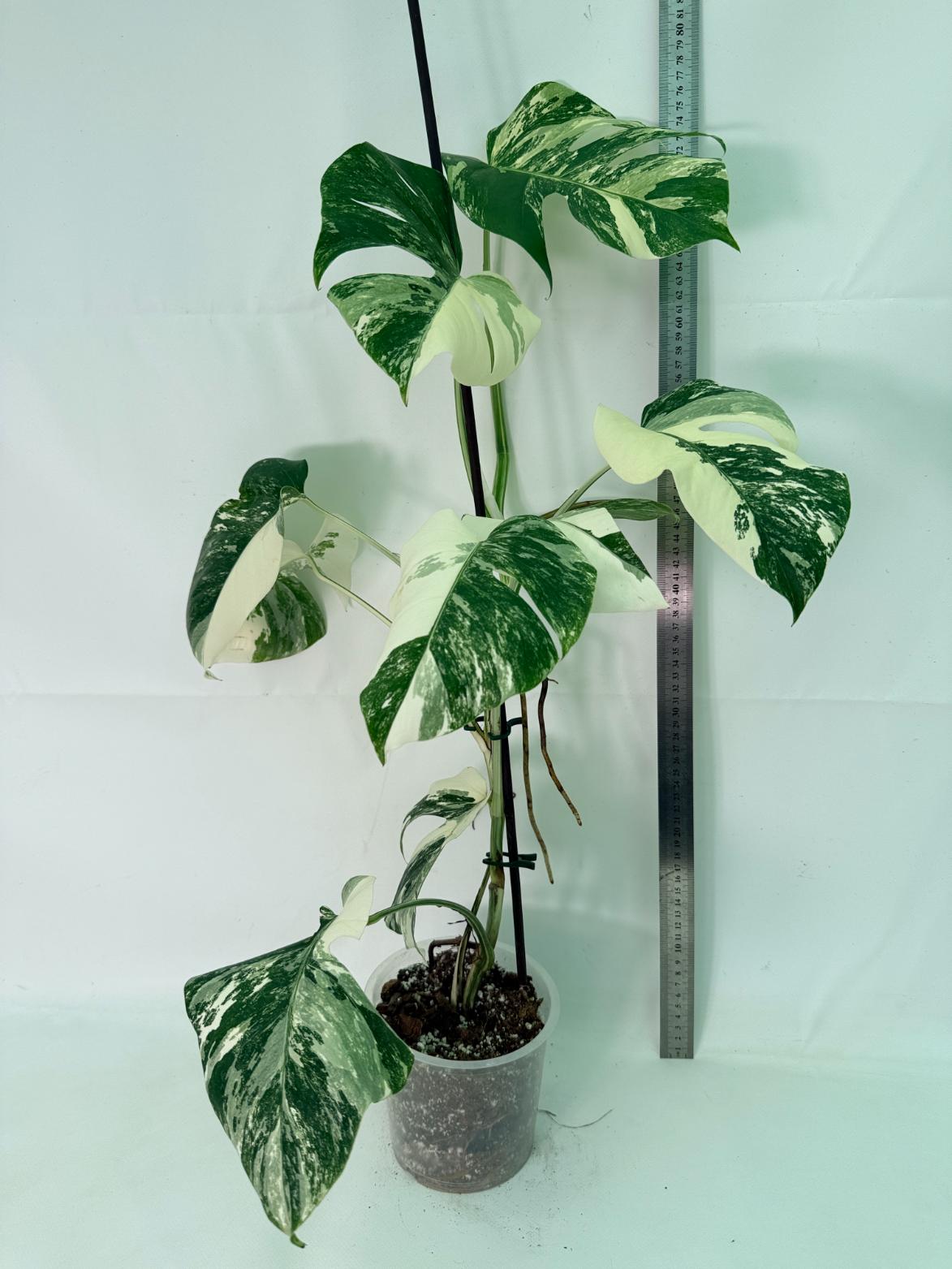 Monstera Albo Variegata XL 02
